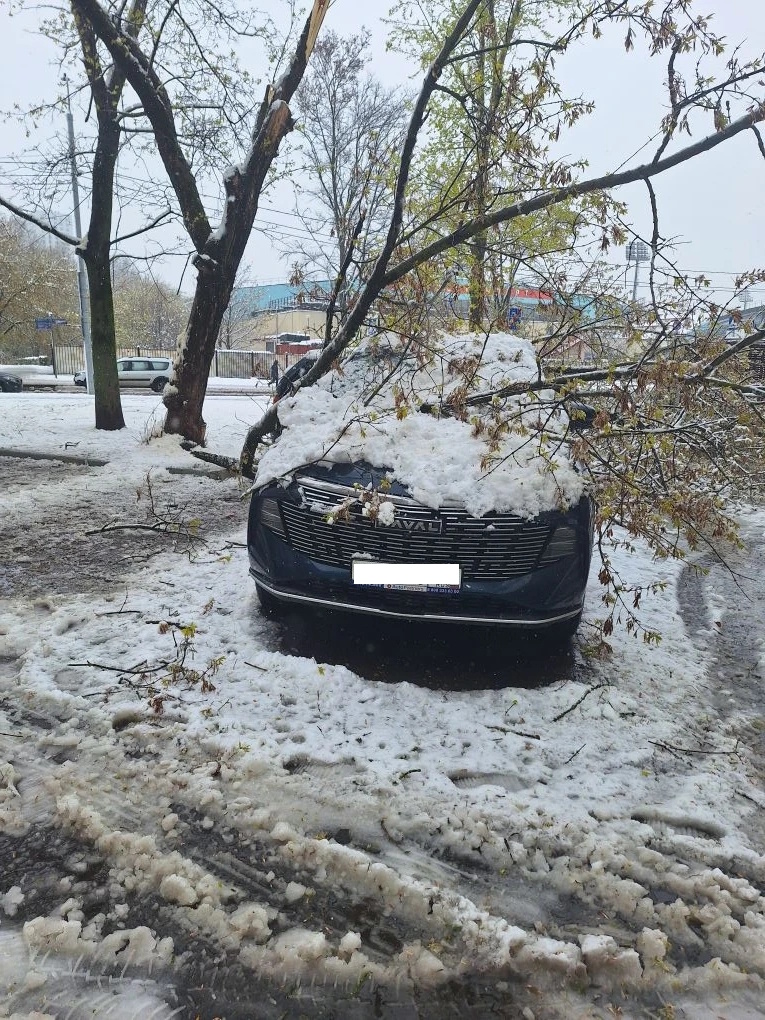 Последствия снегопада в Москве 2026: поваленная береза разбила легковой автомобиль на парковке во дворе жилого дома